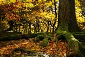 Blog Nature