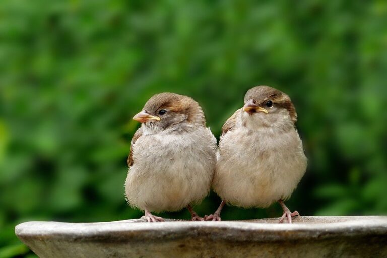 Oiseau