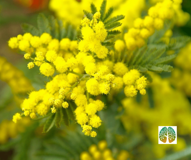 Mimosa