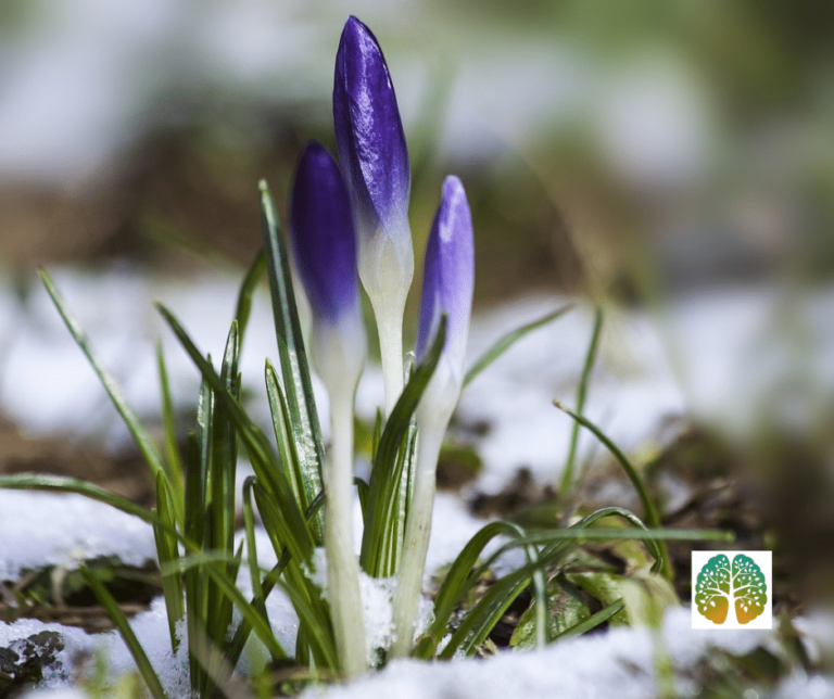 Crocus Neige