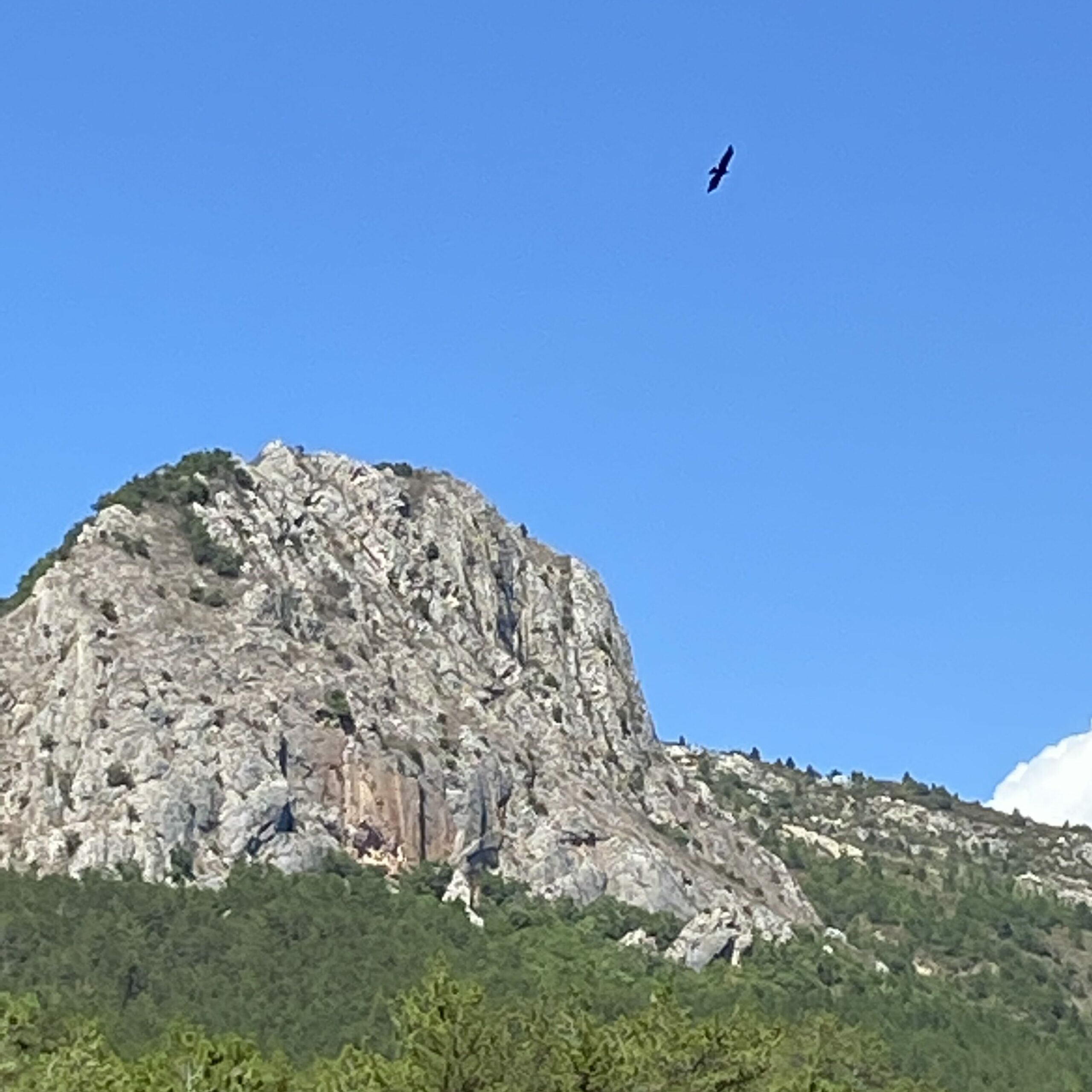 aigle