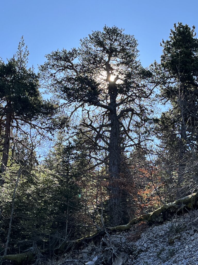 Stage hommes arbre
