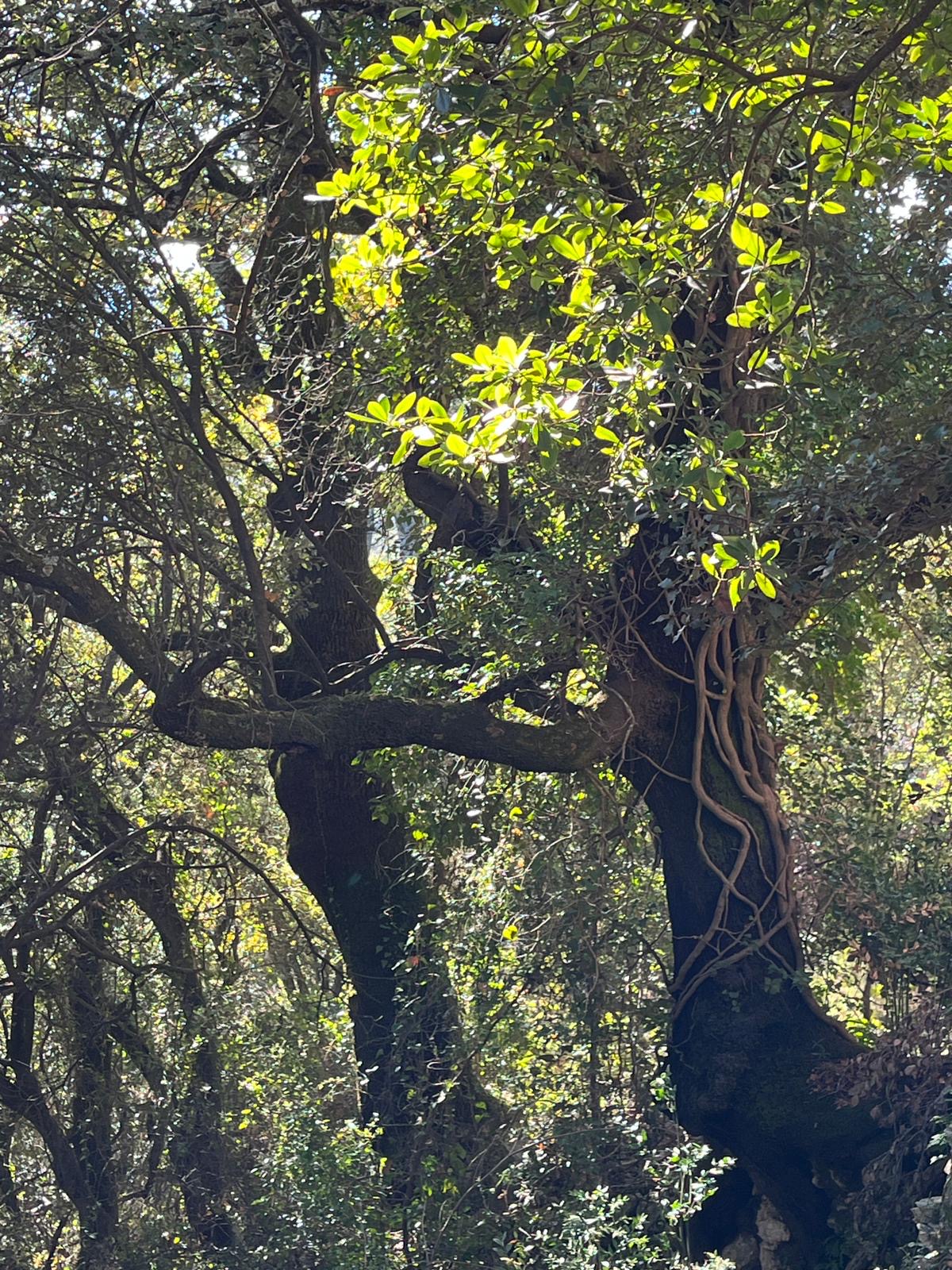 L’arbre, miroir vivant de notre équilibre intérieur